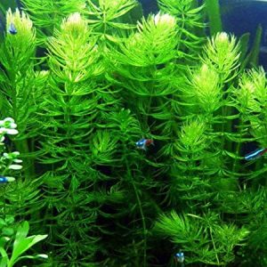 Hornwort (Ceratophyllum demersum)