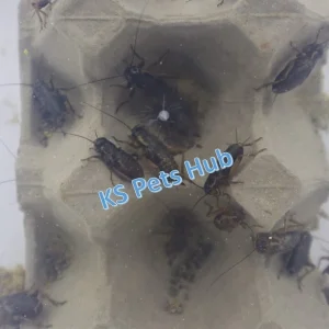 Live Crickets Black (Big)
