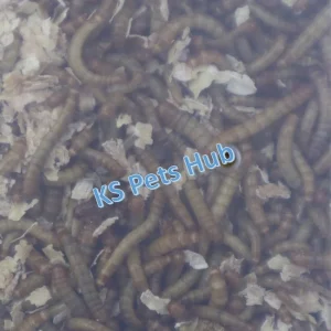 Live Mealworms