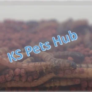 Live Superworm Red