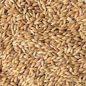 Canary Seeds (packed), 1 kg
