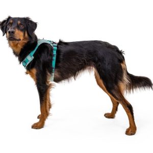 Hi & Light Dog Harness