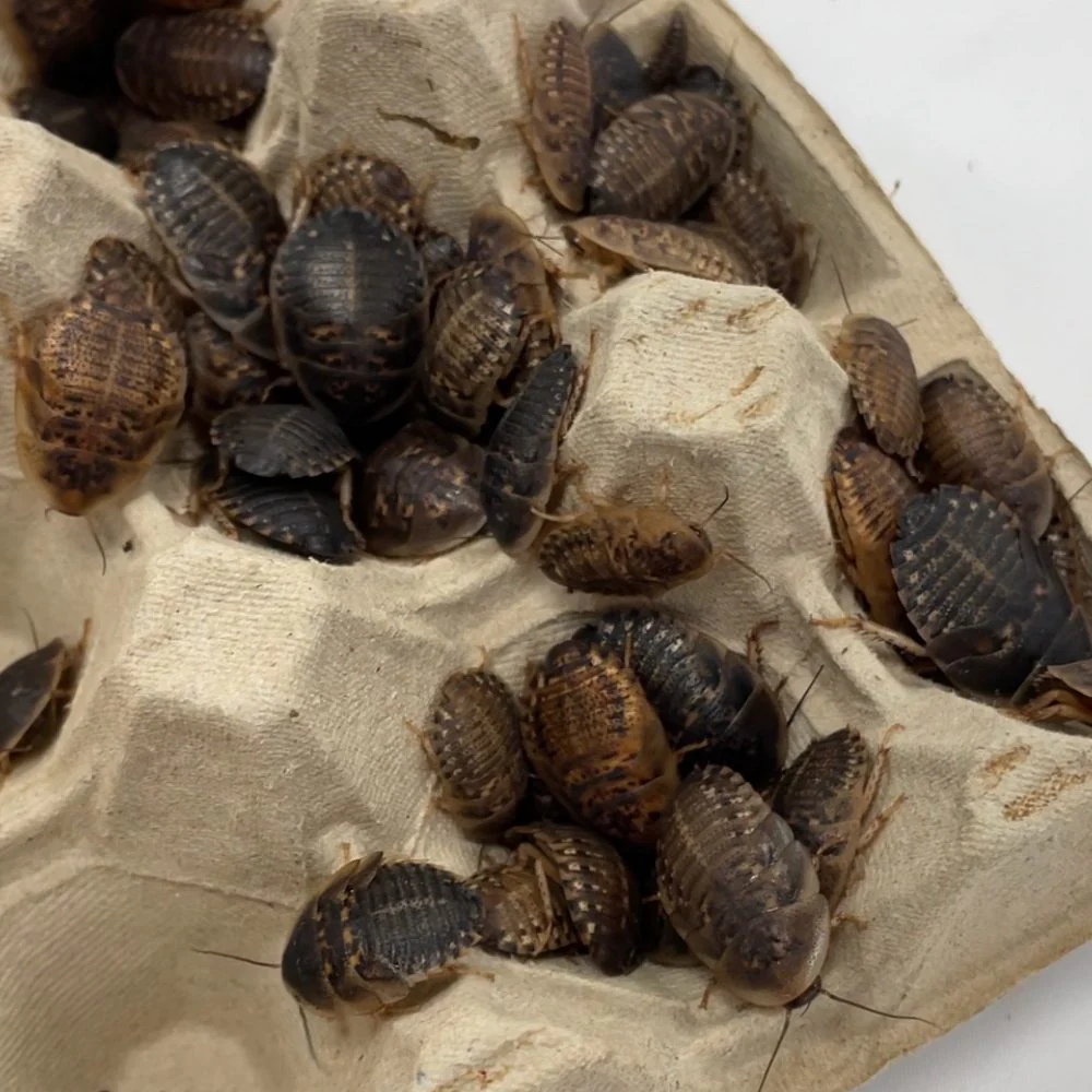 Dubia Cockroaches - Bild 3